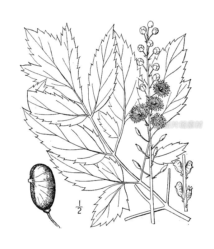 古植物学植物插图:Cimicifuga racemosa，黑蛇根，黑升麻